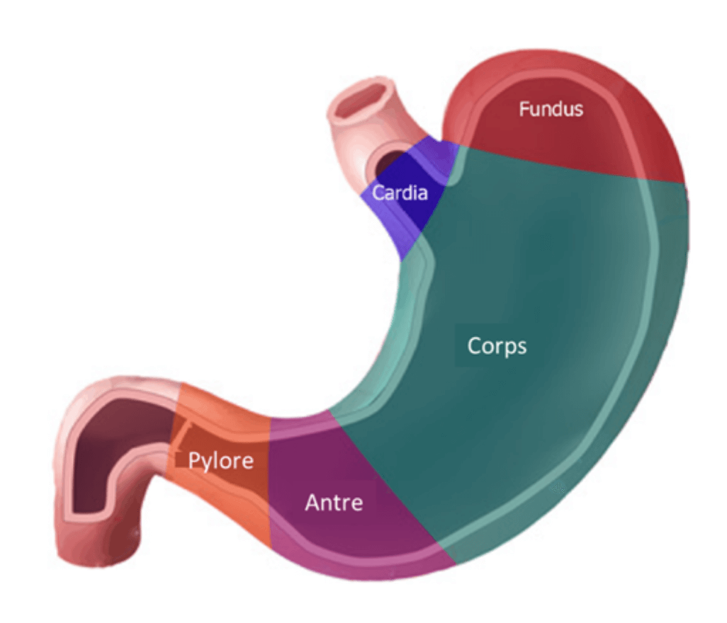 Anatomie de l'estomac