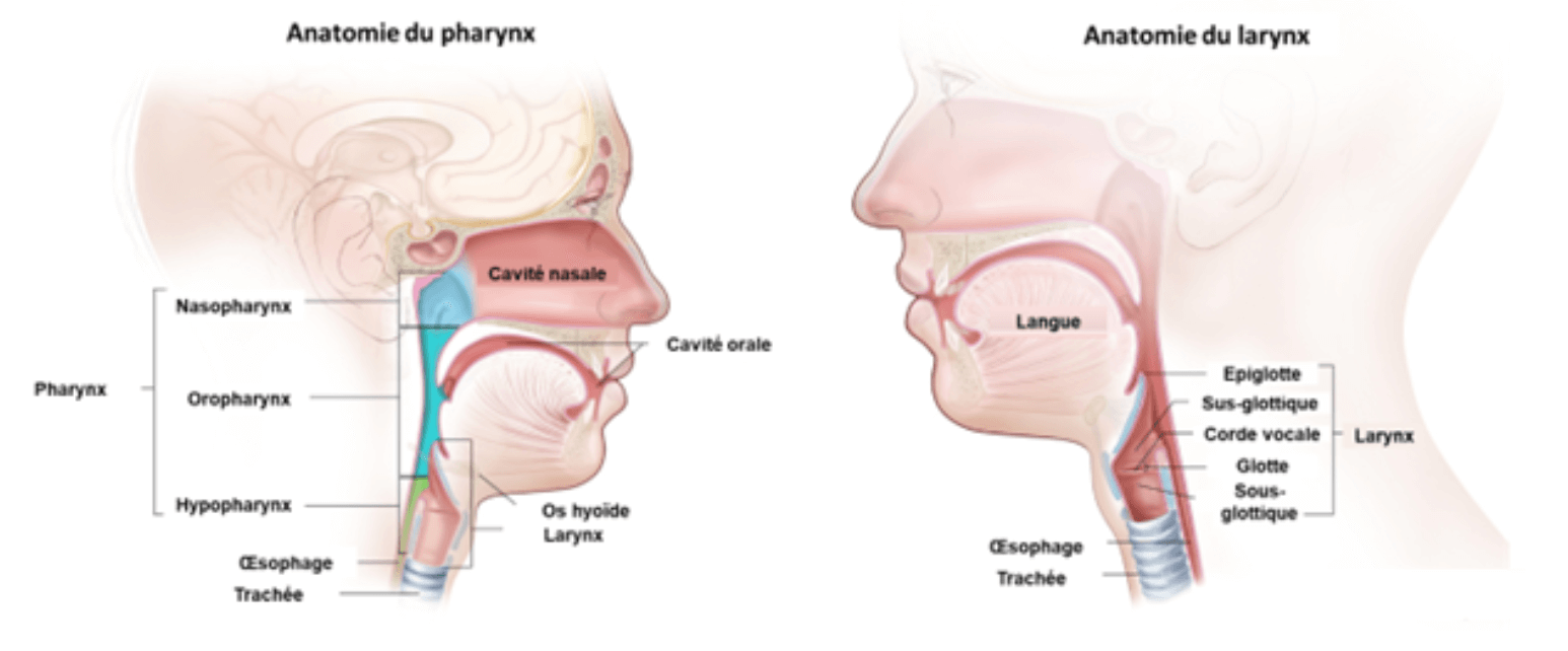 Anatomie du pharynx et du larynx