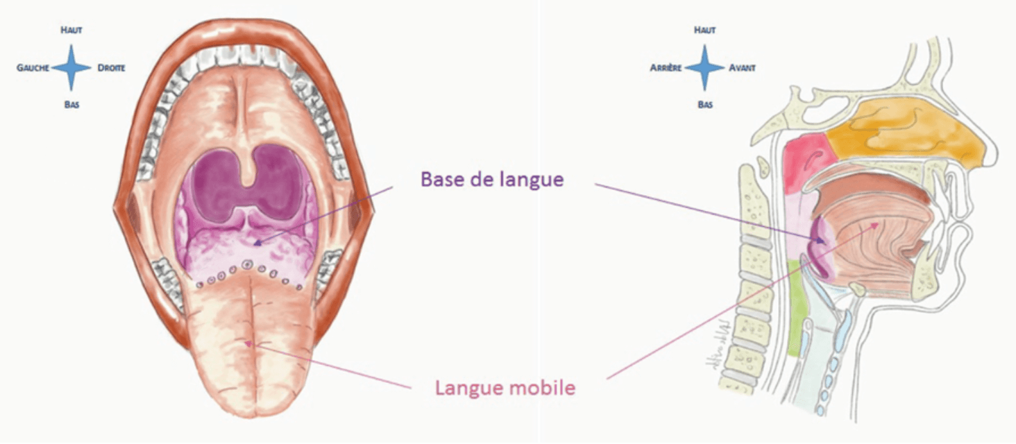 Schéma anatomique de la langue